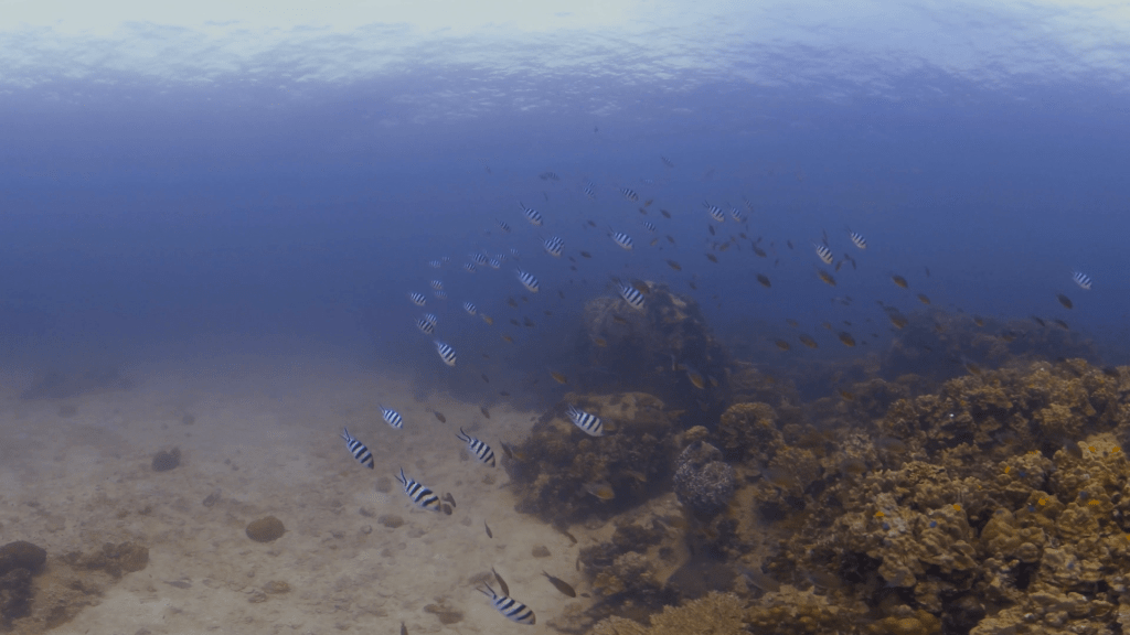 Reef Edge Patrol: Sergeant Majors