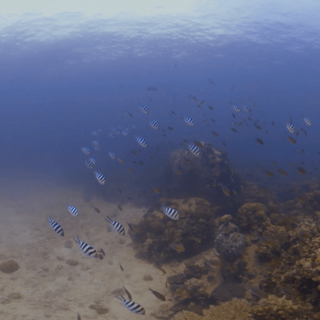 Reef Edge Patrol: Sergeant Majors