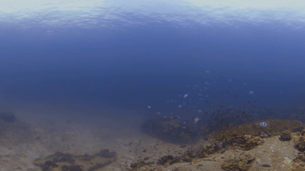 Coral Boulders: A Tranquil Reefscape