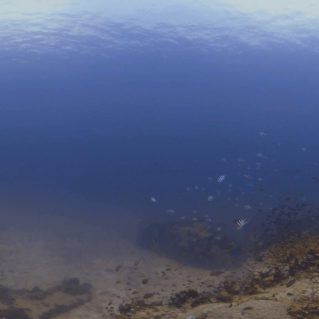 Coral Boulders: A Tranquil Reefscape