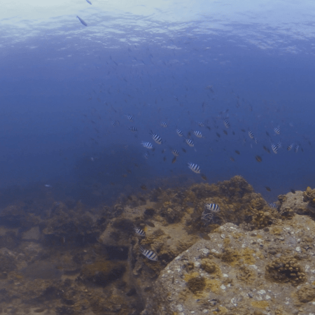 Sergeant Majors' Bouldered Habitat