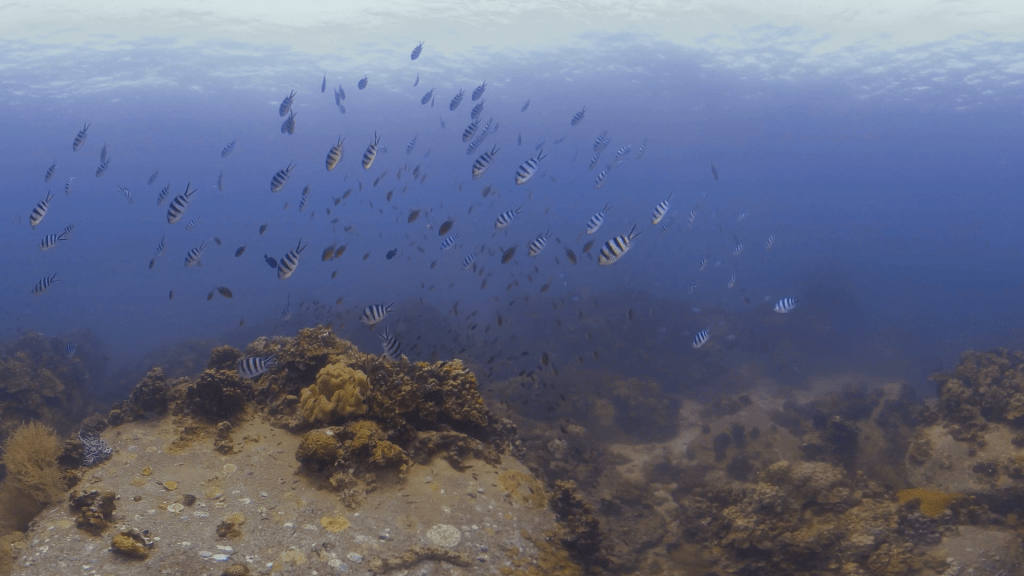 Coral Boulders: Sergeant Majors' Realm