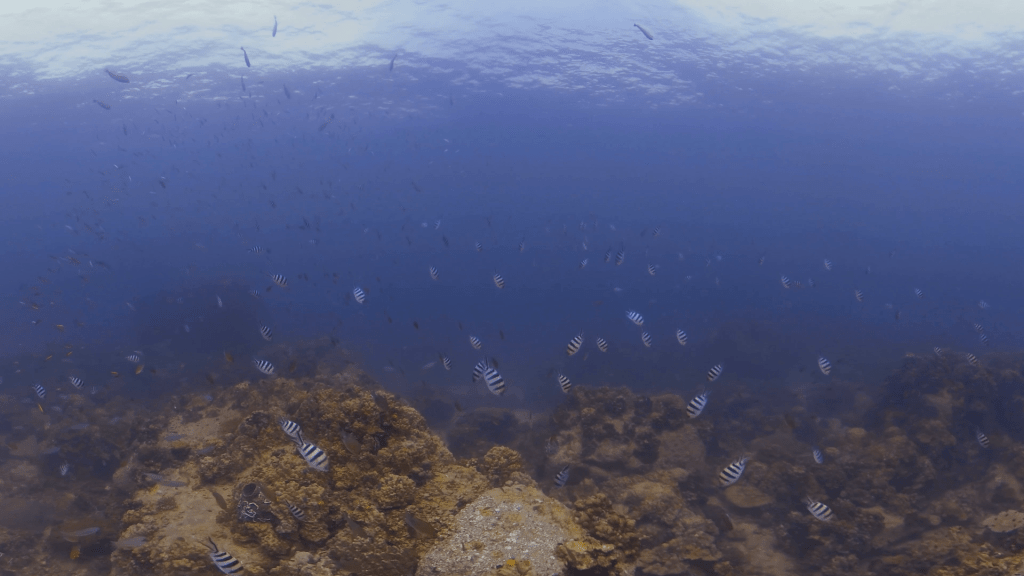 Mayor's Reef: Sergeant Majors Abound