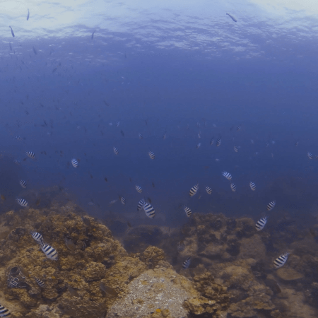 Mayor's Reef: Sergeant Majors Abound