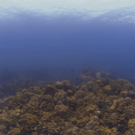 Sergeant Majors Over Coral Reef