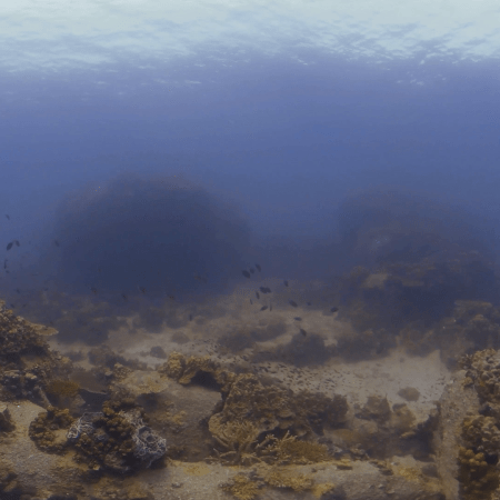 Reef Traverse: Coral and Fish Abundance