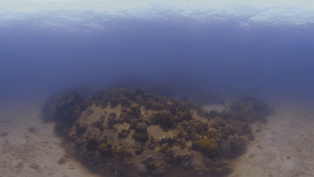 Coral Boulder Ascent