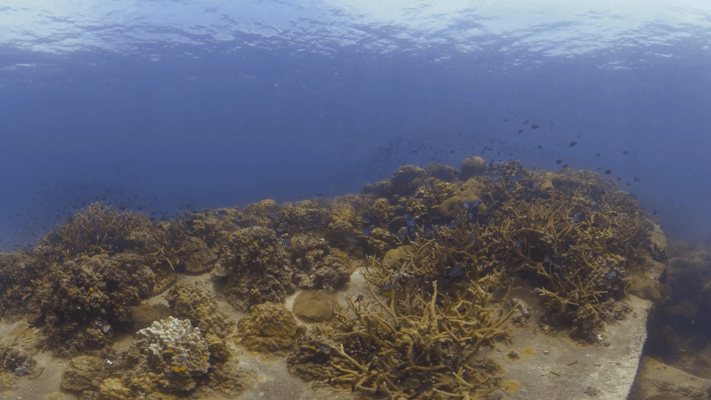Coral Plateau & Reef Fish Haven