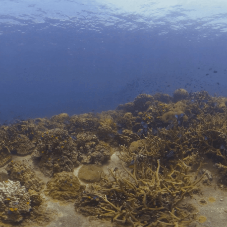 Coral Plateau & Reef Fish Haven