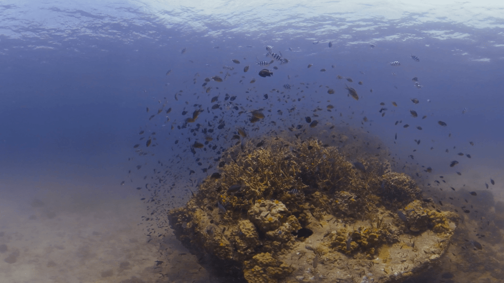 Coral Plateau Haven