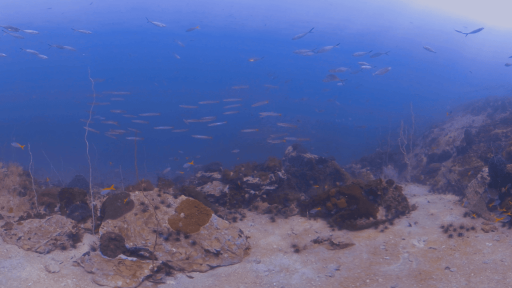 Yellowtail Reefscape