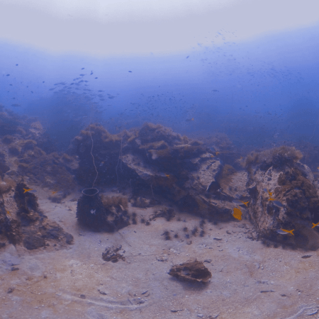 Anthias & Urchins: Reef Panorama