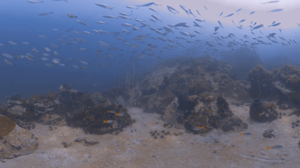 Silver Swirl: Reef Enclosure