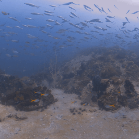 Silver Swirl: Reef Enclosure