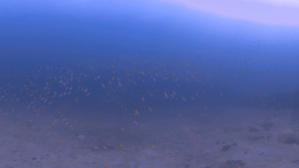 Golden School: Snapper Swarm