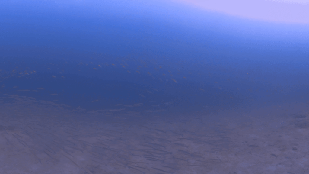 Barracuda Swarm: Ocean's Silver Stream