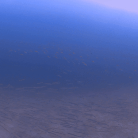 Barracuda Swarm: Ocean's Silver Stream