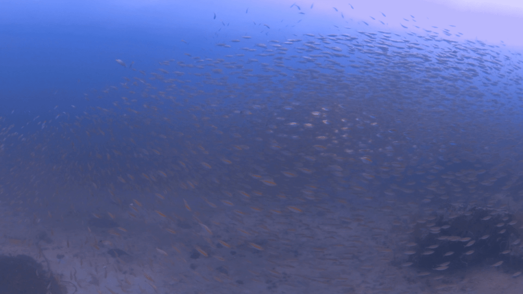 Swirling Anthias: A Fish Frenzy
