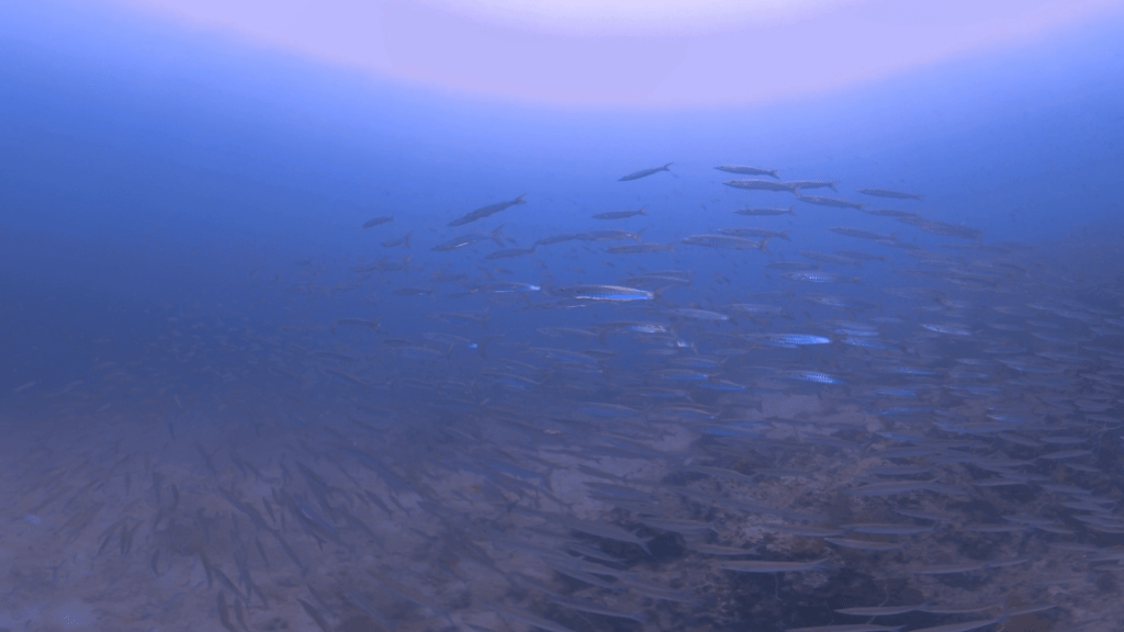 Barracuda Swirl: An Underwater Ballet