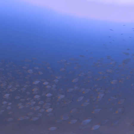 Rabbitfish Swarm: Sunlit Depths