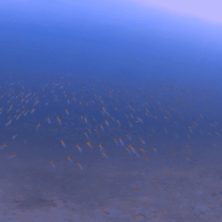Yellowtail Snapper Swarm