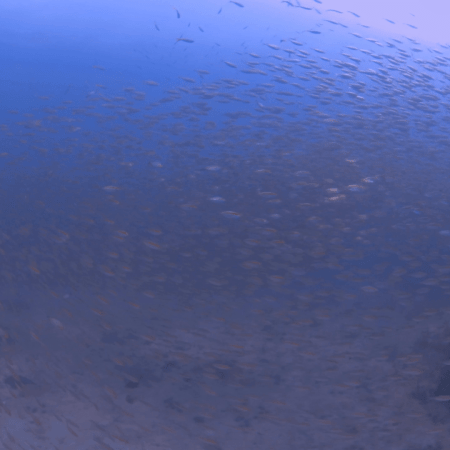 Golden School: Anthias in the Depths