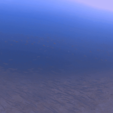 Swimming with Reef Fish Shoals