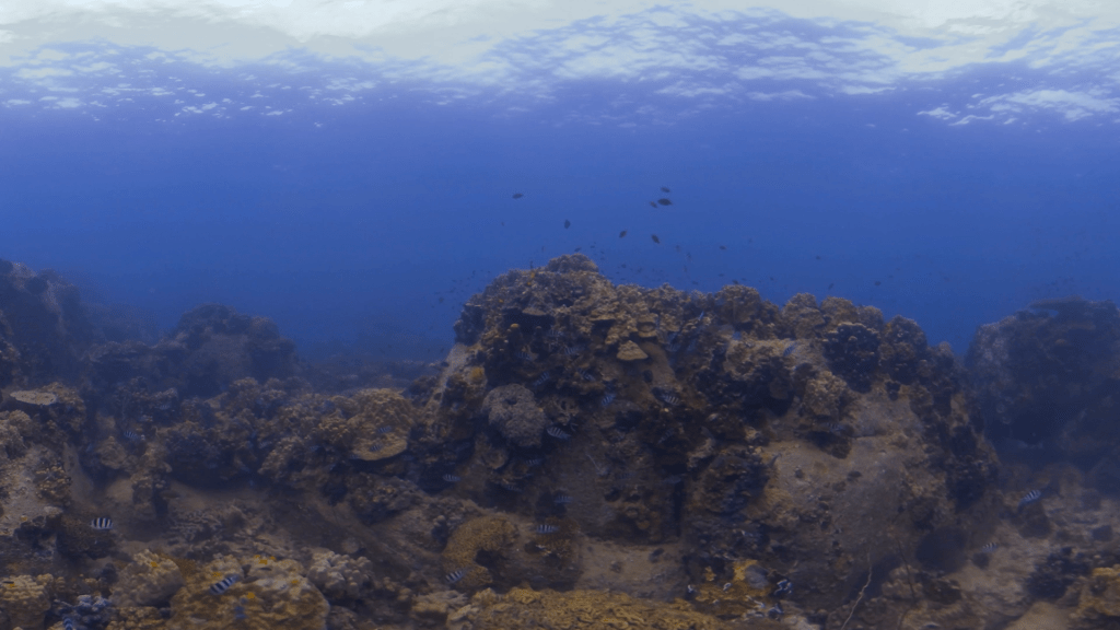 Coral Reef Haven: Fish Abundance