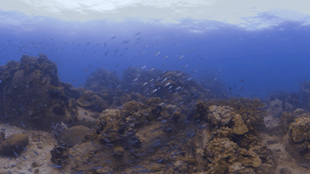 Coral Garden Serenity