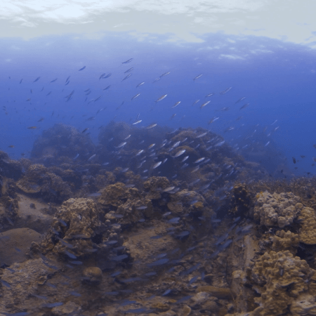 Coral Garden Serenity