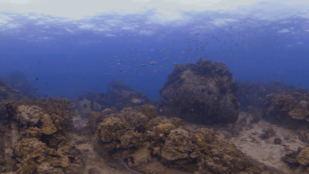 Coral Ballet: Reef Animate