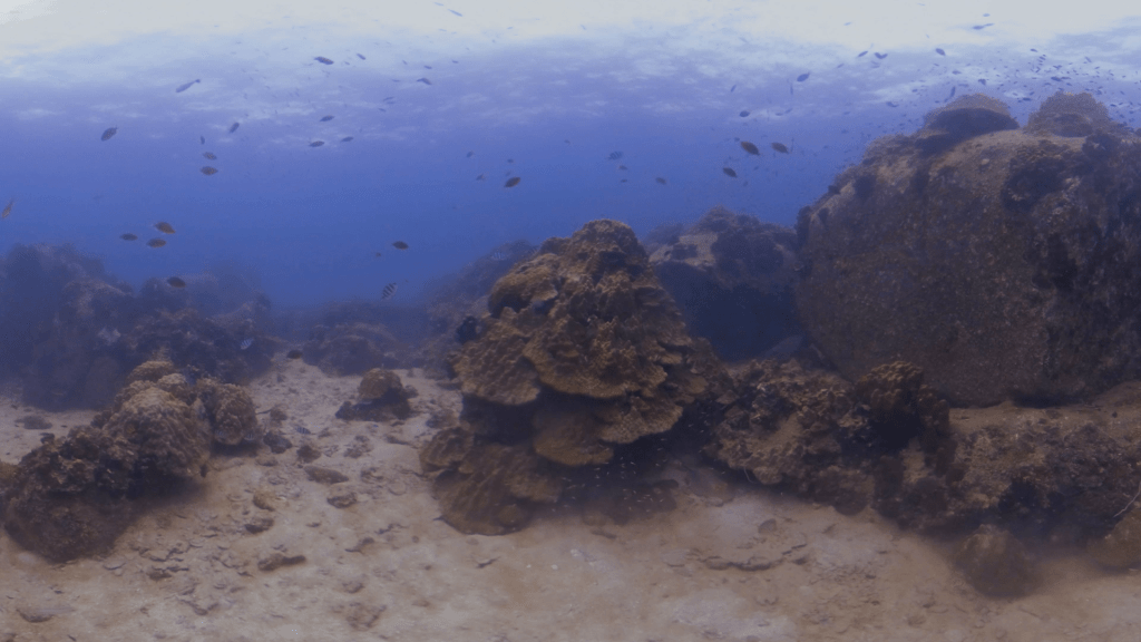 Coral Boulders: Reef Fish Outlook