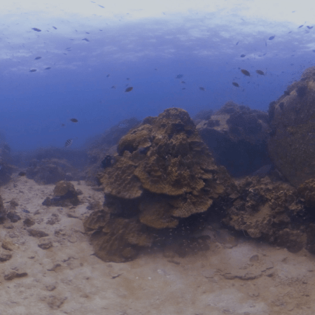 Coral Boulders: Reef Fish Outlook