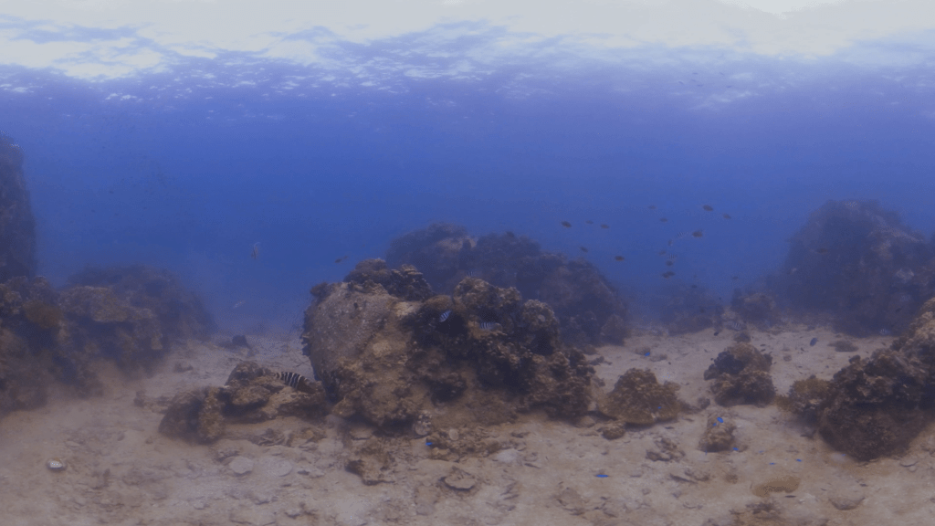 Coral Boulders & Reef Fish Haven