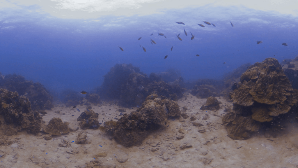 Reef Fish Haven: Sandy Bottom Coral Outcrops