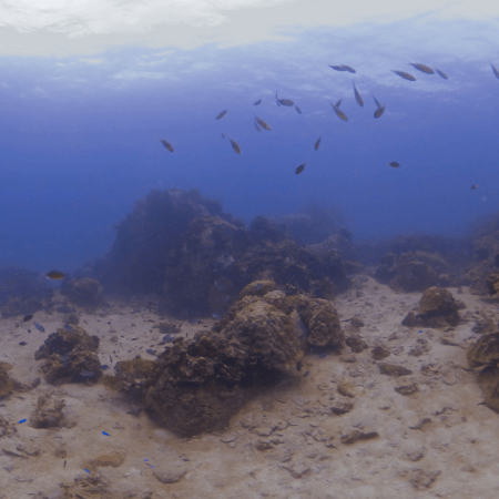 Reef Fish Haven: Sandy Bottom Coral Outcrops