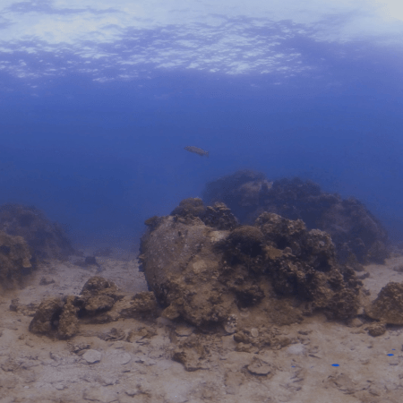 Coral Boulders: Submerged Haven