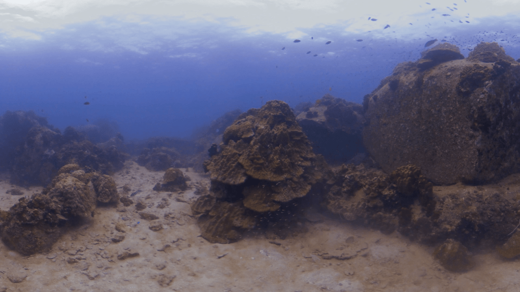 Coral Boulders: Shallow Reef View