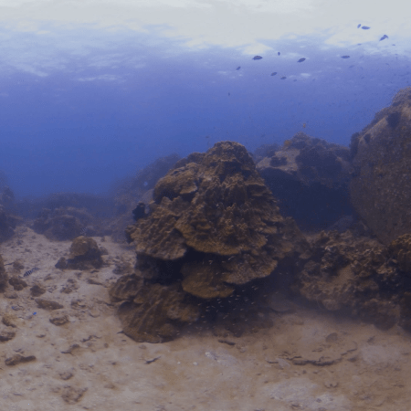 Coral Boulders: Shallow Reef View