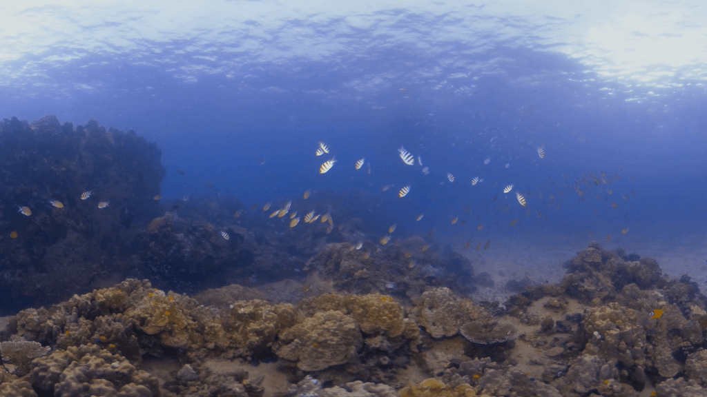 Sergeant Majors' Reef Haven