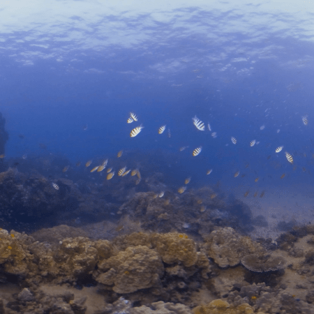 Sergeant Majors' Reef Haven