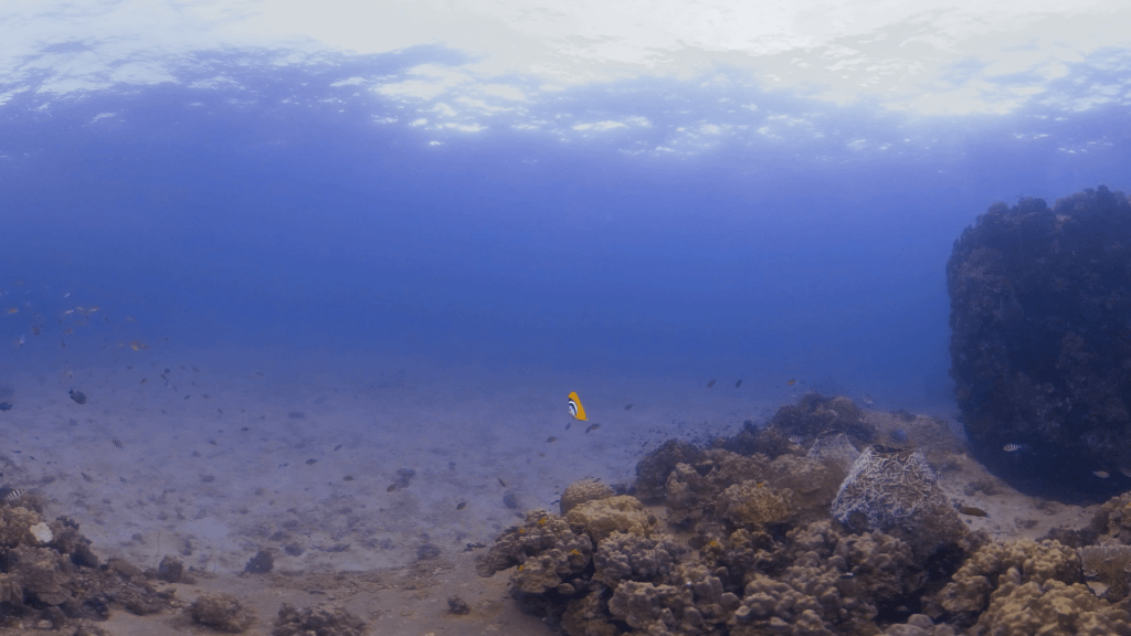 Coral Outcrop & Butterflyfish