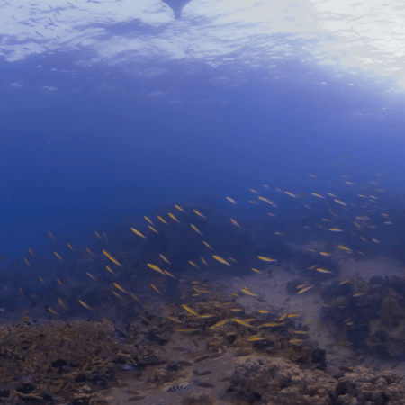 Reef Haven: Boat Shadow & Fish Swarm