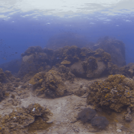 Coral Seascape Vista