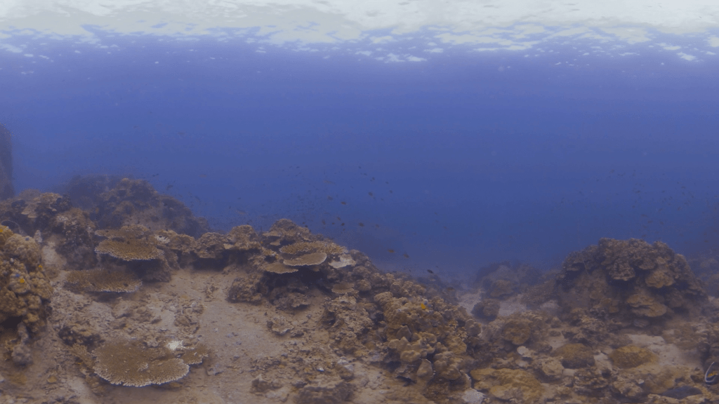 Coral Seascape Symphony