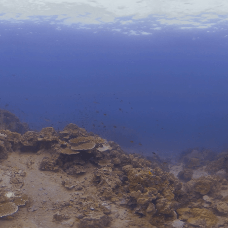 Coral Seascape Symphony