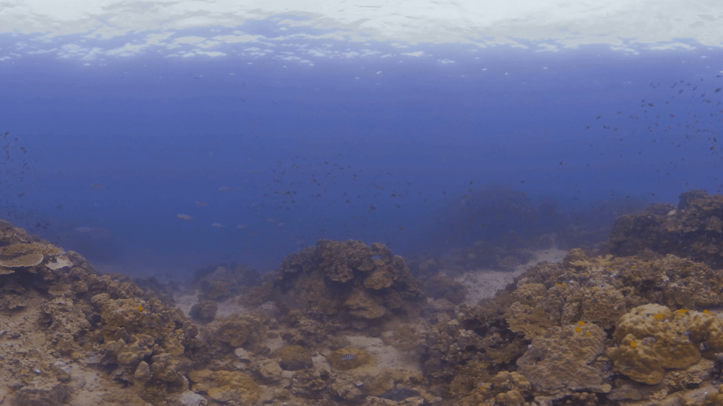 Coral Realm Symphony