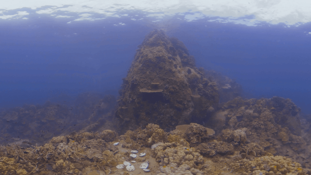 Coral Plateau Rock View