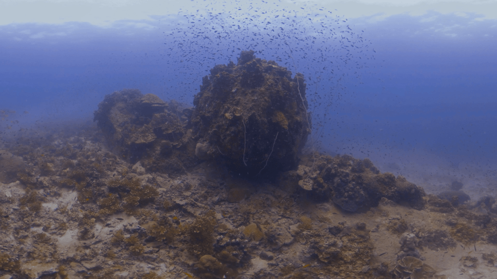 Sunlit Reef Haven