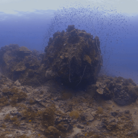 Coral Haven: Fish Swarm